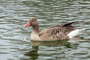 Ducks in Danube river, Budapest, Hungary