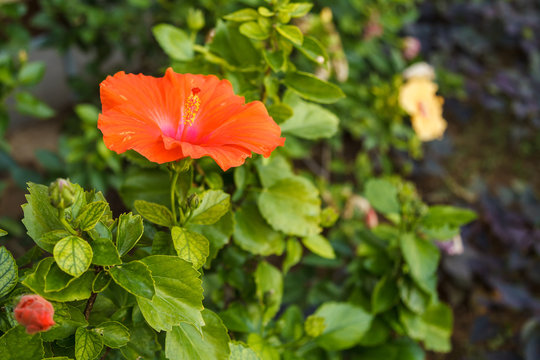 Fototapeta Red hibiscus flower on a green background in a tropical garden / A beautiful shot of a red hibiscus flower. Hawaiian, Chinese rose