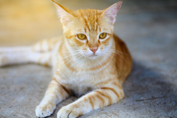 Naklejka na ściany i meble cute cat sit on floor look outside with sunray on backside
