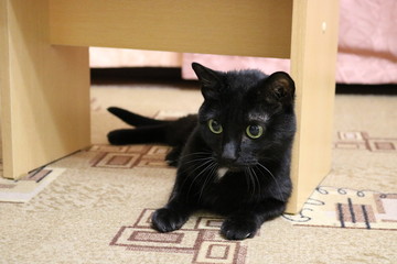 Black cat on the floor - Fluffy and cunning pet with large round eyes. On the face - perplexity and...