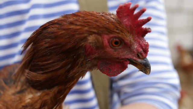 Beautiful red hen-laying hen in profile close-up. Look at the bird in the camera, it's in the hands of a farmer. Real time, natural light, outdoor, cloudy, close up