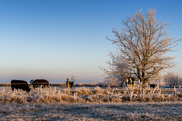 Podlasie szronem malowane-Polska