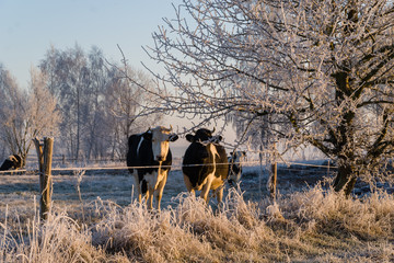 Podlasie szronem malowane-Polska © podlaski49