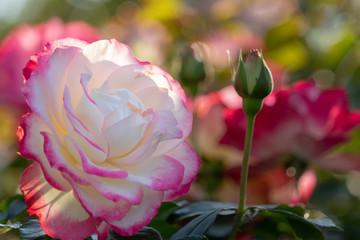 Fototapeta na wymiar Pink Rose / Narashino City, Chiba Prefecture, Japan