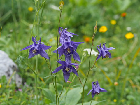 Alpen-Akelei, eine blaue Blume der Berge - Alpine Columbine, a blue flower of the mountains