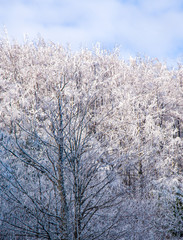 ice covered forest