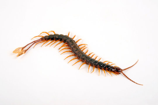 Feder-Skolopender (Alipes grandidieri) - centipede