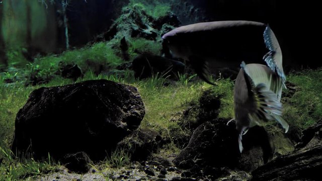 Pair of Asian Arowanas or Dragonfish (Scleropages formosus) synchronously swim side by side in dimly lit water. Couple of fish floating closely to each other. Endangered species of Southeast Asia.