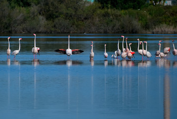 Bird watching oasi WWF © Renato