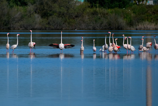 Bird watching oasi WWF