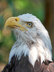 Naklejka premium Bald eagle (Haliaeetus leucocephalus)