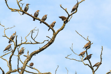 flock of starlings sit on the dry branch