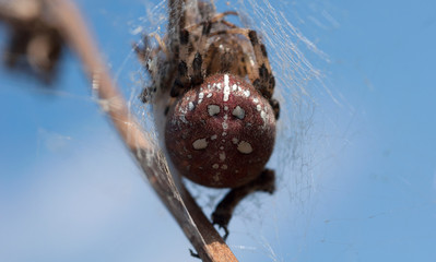 Araneus quadratus, the four-spot orb-weaver