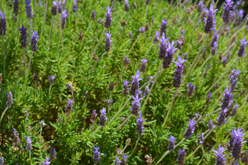 Lavender bush in flower