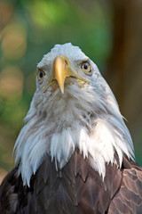 Bald eagle (Haliaeetus leucocephalus)