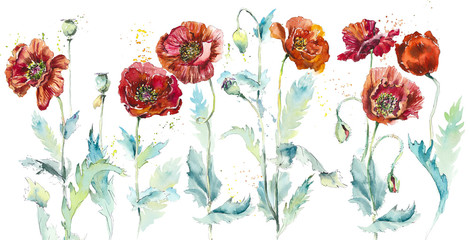 Poppies. Watercolor hand drawn illustration