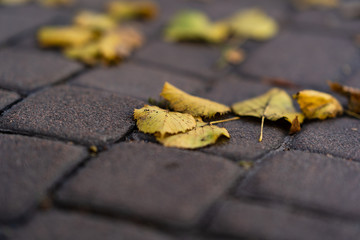 Orange leaves on walking road at  late autumn. Leaf fall season. Leaves on the pavement.