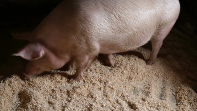 Paw the ground, medium shot, pig indoors, real time, natural light, top corner, in a pigsty on the farm.