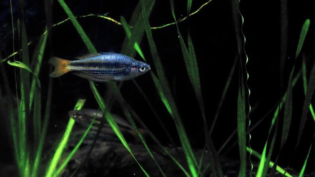 McCulloch's rainbowfish (Melanotaenia macculloch) stays still in water against other fish swimming among algae on background, then turns and looks at camera. Beautiful dwellers of aquarium concept.
