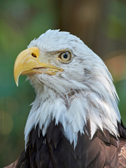 Bald eagle (Haliaeetus leucocephalus)
