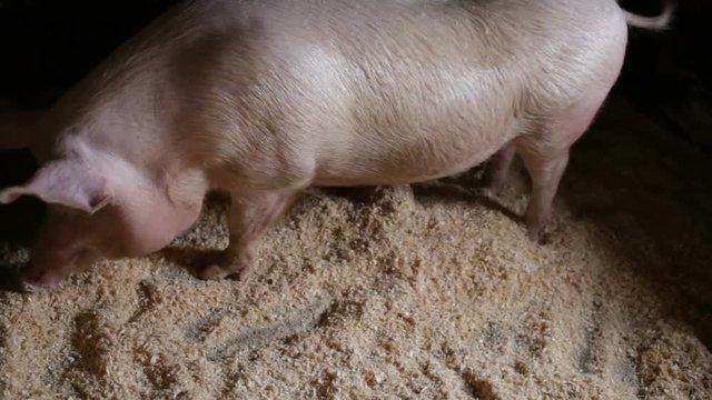 Paw the ground pig in a pigsty on a pig farm. In the village, indoors, real time, natural light, top view, medium shot