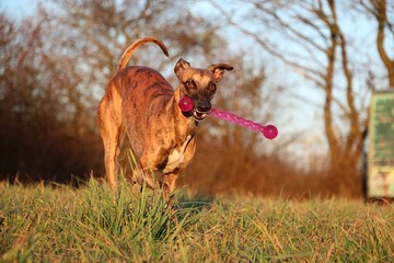 beautiful whippet is running in the park with a toy in the mouth in the autumn sun