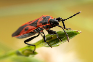 Soldier Bug close up