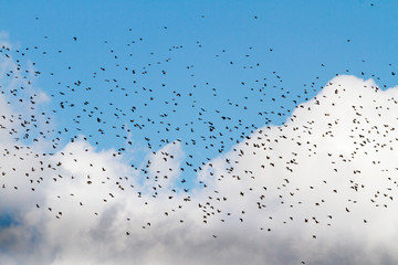 huge flock of birds flies on a beautiful sky