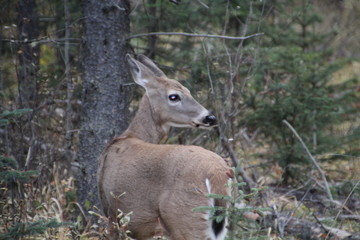 Naklejka na ściany i meble Deer In The Forest, Jasper National Park, Alberta