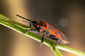 Soldier Bug close up