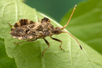 Brown Shield Bug