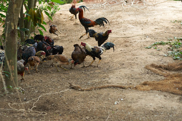 Group of hens ,chicken and cock in farm