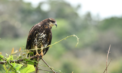 Immature common Black hawk (Buteogallus anthracinus) in Panama, bird of prey in his native habitat.