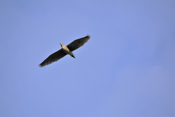 Seabirds, Nature, Ducks, Flying, Shoreline, Water, Seagulls