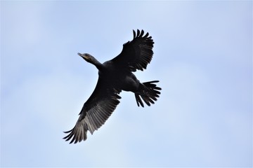Seabirds, Nature, Ducks, Flying, Shoreline, Water, Seagulls