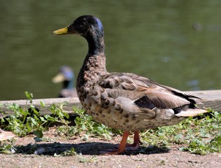 Seabirds, Nature, Ducks, Flying, Shoreline, Water, Seagulls