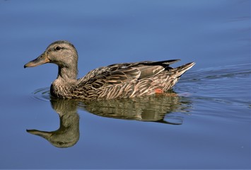 Seabirds, Nature, Ducks, Flying, Shoreline, Water, Seagulls