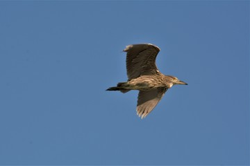 Seabirds, Nature, Ducks, Flying, Shoreline, Water, Seagulls