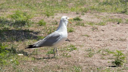 Seabirds, Nature, Ducks, Flying, Shoreline, Water, Seagulls