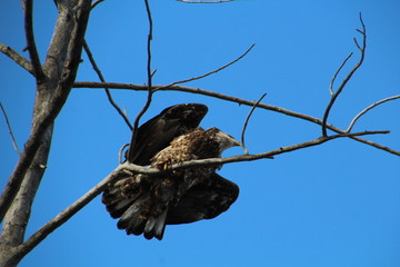 Taking Off, Gold Bar Park, Edmonton, Alberta