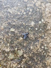 Mosca