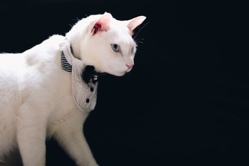Obraz premium Portrait of Tuxedo White Cat wearing suit,animal fashion concept.
