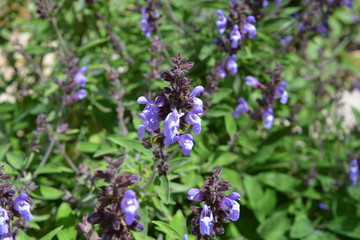 Sage, Salvia officinalis, in flower