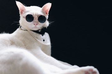 Portrait of Tecido White Cat wearing sunglasses  and suit,animal  fashion concept.