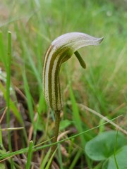 Orchidea selvatica