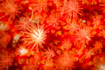 Close-up showing texture of a Spiny Sun Star underwater in the St. Lawrence River