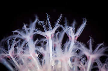 Colse-up of polyps of a Red Soft Coral in the St. Lawrence River