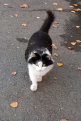 Black cat walking down the street,cat on a road