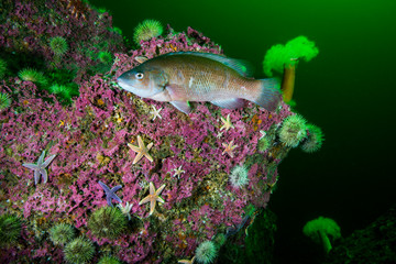 Obraz premium Cunner Fish underwater in the St. Lawrence River in Canada