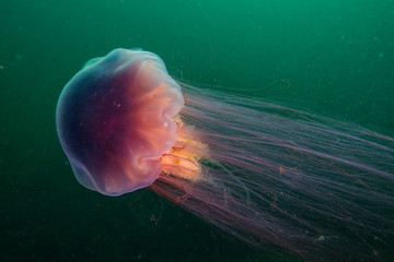 Lion's Mane swimming in the Gulf of St-Lawrence © RLS Photo